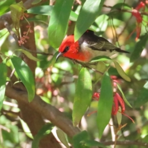 Myzomela sanguinolenta at Acton, ACT - 7 Oct 2023