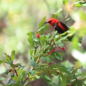 Myzomela sanguinolenta at Acton, ACT - 7 Oct 2023