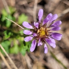 Calotis cuneifolia (Purple Burr-daisy) at Thuddungra, NSW - 7 Oct 2023 by trevorpreston