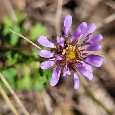 Calotis cuneifolia (Purple Burr-daisy) at Thuddungra, NSW - 7 Oct 2023 by trevorpreston