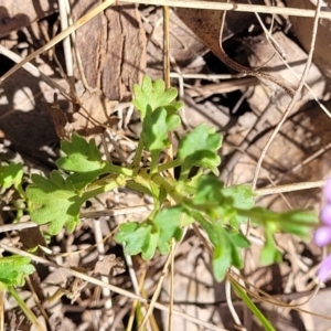 Calotis cuneifolia at Thuddungra, NSW - 7 Oct 2023