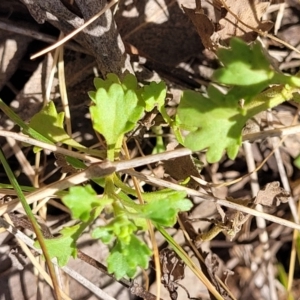 Calotis cuneifolia at Thuddungra, NSW - 7 Oct 2023