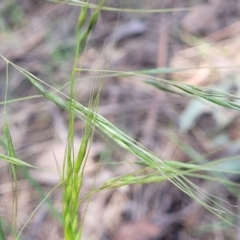 Austrostipa (genus) (A Corkscrew Grass) at Thuddungra, NSW - 7 Oct 2023 by trevorpreston