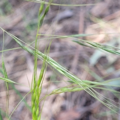 Austrostipa (genus) (A Corkscrew Grass) at Thuddungra, NSW - 7 Oct 2023 by trevorpreston