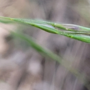 Austrostipa sp. at Thuddungra, NSW - 7 Oct 2023