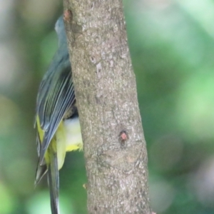 Eopsaltria australis at Acton, ACT - 7 Oct 2023