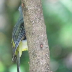 Eopsaltria australis (Eastern Yellow Robin) at Acton, ACT - 7 Oct 2023 by BenW