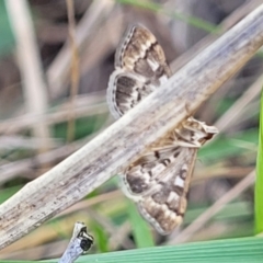Nacoleia rhoeoalis (A Crambid moth (Spilomelinae) at Thuddungra, NSW - 7 Oct 2023 by trevorpreston