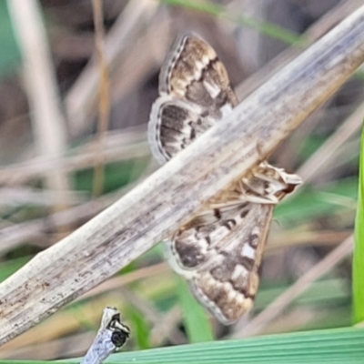 Nacoleia rhoeoalis (A Crambid moth (Spilomelinae) at Thuddungra, NSW - 7 Oct 2023 by trevorpreston