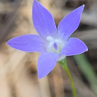 Wahlenbergia gracilis (Australian Bluebell) at Thuddungra, NSW - 7 Oct 2023 by trevorpreston