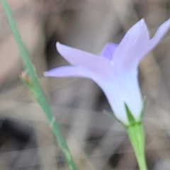 Wahlenbergia gracilis at Thuddungra, NSW - 7 Oct 2023