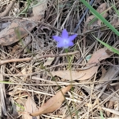 Wahlenbergia gracilis at Thuddungra, NSW - 7 Oct 2023