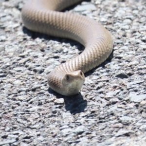 Pseudonaja textilis at Belconnen, ACT - 7 Oct 2023