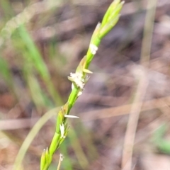 Lolium (genus) (Ryegrass) at Thuddungra, NSW - 7 Oct 2023 by trevorpreston