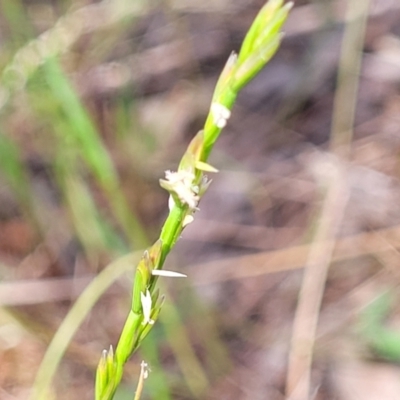 Lolium (genus) (Ryegrass) at Thuddungra, NSW - 7 Oct 2023 by trevorpreston