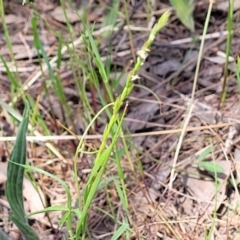 Lolium sp. at Thuddungra, NSW - 7 Oct 2023