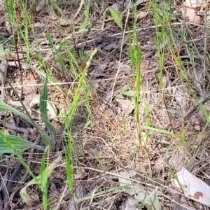 Lolium sp. at Thuddungra, NSW - 7 Oct 2023