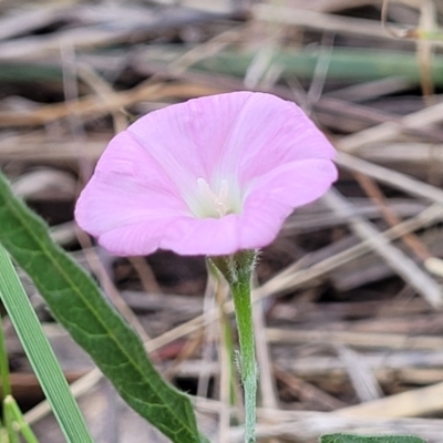 Convolvulus angustissimus subsp. angustissimus (Australian Bindweed) at Thuddungra, NSW - 7 Oct 2023 by trevorpreston