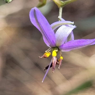 Dianella revoluta var. revoluta (Black-Anther Flax Lily) at Thuddungra, NSW - 7 Oct 2023 by trevorpreston