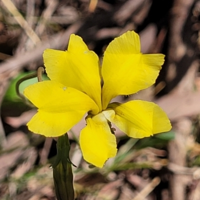 Goodenia pinnatifida (Scrambled Eggs) at Thuddungra, NSW - 7 Oct 2023 by trevorpreston