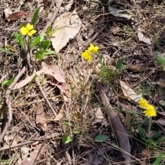 Goodenia pinnatifida at Thuddungra, NSW - 7 Oct 2023