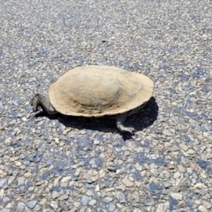 Chelodina longicollis at Crowther, NSW - 7 Oct 2023