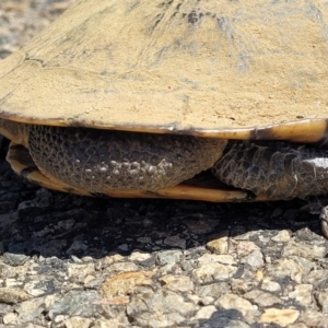 Chelodina longicollis at Crowther, NSW - 7 Oct 2023