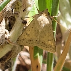 Helicoverpa (genus) (A bollworm) at Crowther, NSW - 7 Oct 2023 by trevorpreston