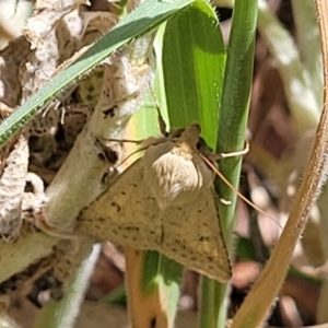 Helicoverpa (genus) at Crowther, NSW - 7 Oct 2023