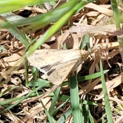 Helicoverpa (genus) at Crowther, NSW - 7 Oct 2023 01:15 PM