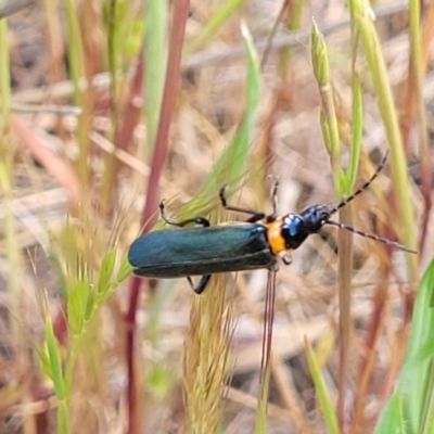 Chauliognathus lugubris (Plague Soldier Beetle) at Dananbilla Nature Reserve - 7 Oct 2023 by trevorpreston