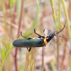 Chauliognathus lugubris at Crowther, NSW - 7 Oct 2023