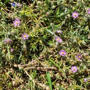 Spergularia rubra at Crowther, NSW - 7 Oct 2023