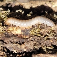 Diplopoda (class) (Unidentified millipede) at Murringo, NSW - 7 Oct 2023 by trevorpreston