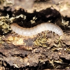 Diplopoda (class) at Murringo, NSW - 7 Oct 2023