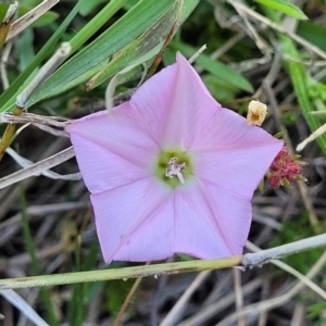 Convolvulus angustissimus subsp. angustissimus at Murringo, NSW - 7 Oct 2023