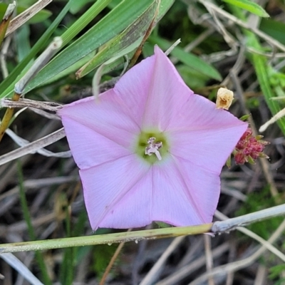 Convolvulus angustissimus subsp. angustissimus (Australian Bindweed) at Dananbilla Nature Reserve - 7 Oct 2023 by trevorpreston