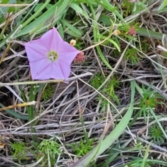 Convolvulus angustissimus subsp. angustissimus at Murringo, NSW - 7 Oct 2023