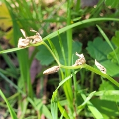 Wurmbea dioica subsp. dioica (Early Nancy) at Murringo, NSW - 7 Oct 2023 by trevorpreston