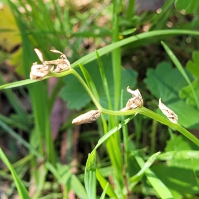 Wurmbea dioica subsp. dioica (Early Nancy) at Dananbilla Nature Reserve - 7 Oct 2023 by trevorpreston