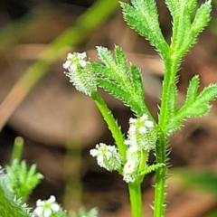 Daucus glochidiatus (Australian Carrot) at Dananbilla Nature Reserve - 7 Oct 2023 by trevorpreston