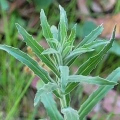 Epilobium hirtigerum (Hairy Willowherb) at Dananbilla Nature Reserve - 7 Oct 2023 by trevorpreston