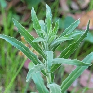 Epilobium hirtigerum at Murringo, NSW - 7 Oct 2023 12:43 PM