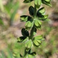 Salvia verbenaca var. verbenaca (Wild Sage) at Murringo, NSW - 7 Oct 2023 by trevorpreston