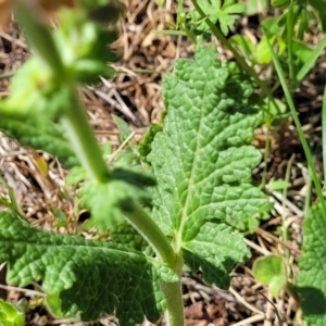 Salvia verbenaca var. verbenaca at Murringo, NSW - 7 Oct 2023