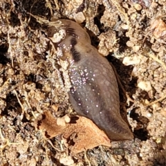 Ambigolimax sp. (valentius and waterstoni) (Striped Field Slug) at Dananbilla Nature Reserve - 7 Oct 2023 by trevorpreston