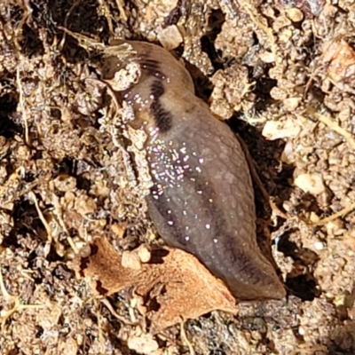 Ambigolimax nyctelia (Striped Field Slug) at Dananbilla Nature Reserve - 7 Oct 2023 by trevorpreston