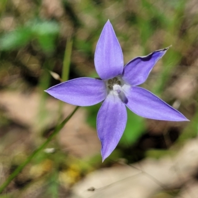 Wahlenbergia luteola (Yellowish Bluebell) at Murringo, NSW - 7 Oct 2023 by trevorpreston