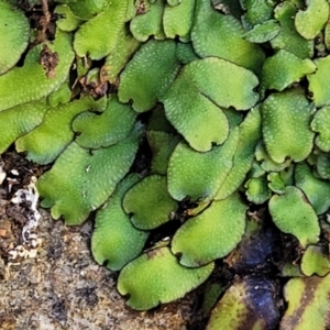 Targionia lorbeeriana at Dananbilla Nature Reserve - 7 Oct 2023