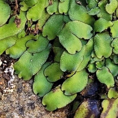 Targionia lorbeeriana (A liverwort) at Dananbilla Nature Reserve - 7 Oct 2023 by trevorpreston
